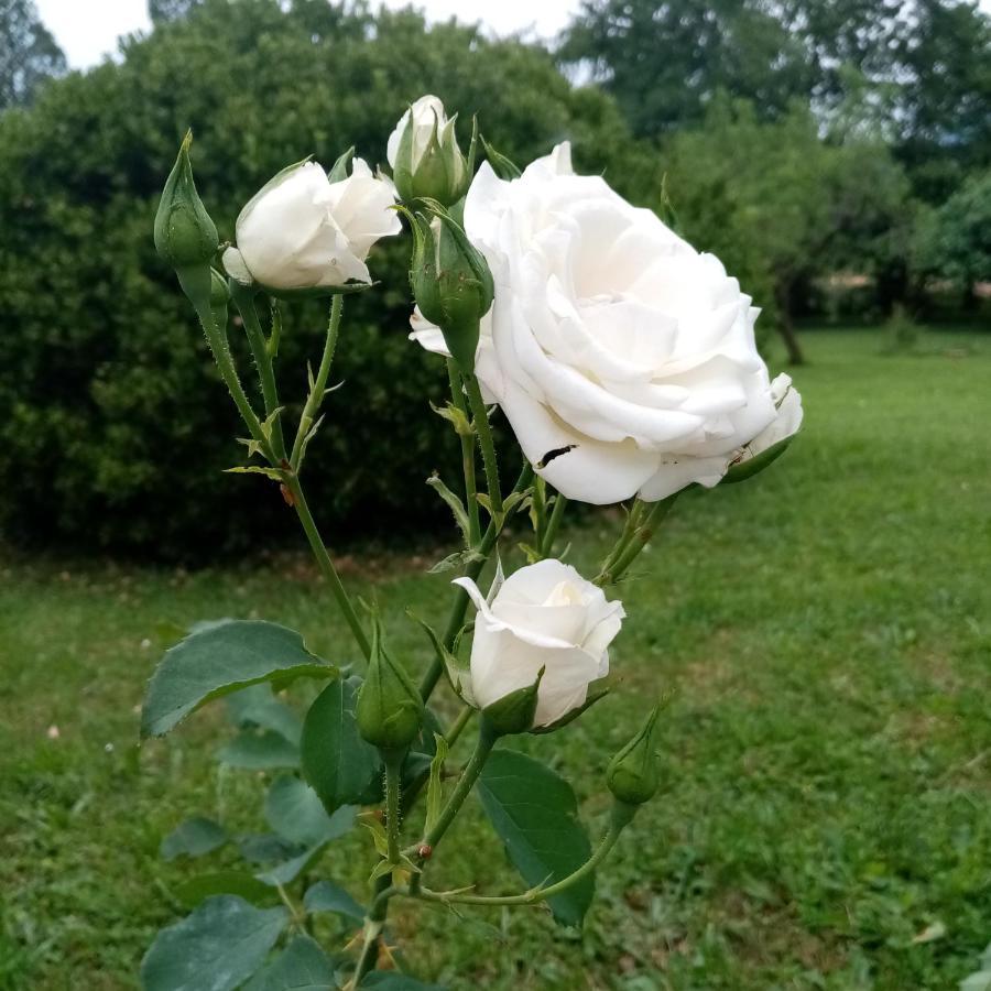 Bed and Breakfast La Vie En Rose Buia Esterno foto
